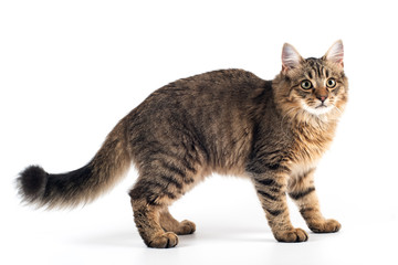 Pretty cat mixed breed on white background