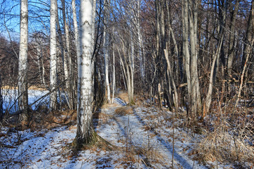 Russia, Chelyabinsk region. Mixed forest on the shores of lake Uvildy in sunny november day