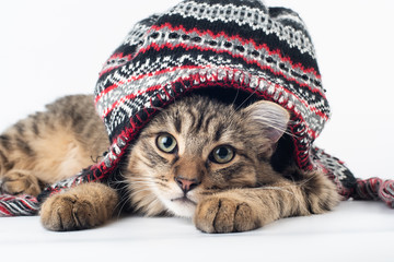 Mixed breed cat in christmas hat on white background