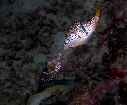 Black Saddled Toby (Canthigaster valentini) in the Indian Ocean