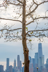 A Tree in winter with  the skyline of New York behind