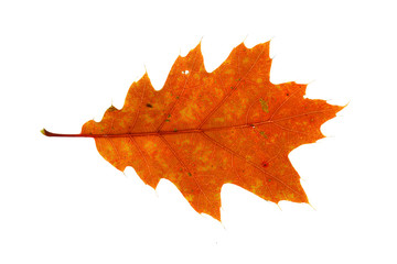 colorful autumn red oak leaves isolated on white background