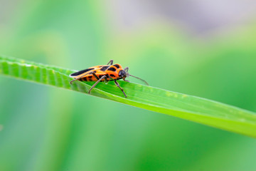 stinkbug on the green leaf