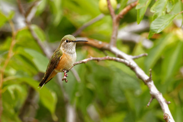 Resting Hummingbird