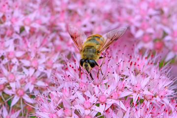 syrphidae insects