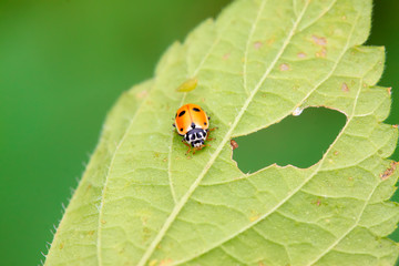 Ladybug on the grass