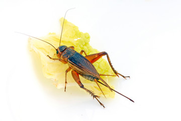 cricket in a white background