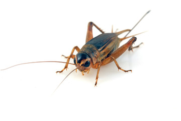 cricket in a white background