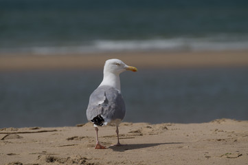 Fototapeta premium Möwe stehend am Strand Sand Hintergrund Meer Nordsee - Variante 4
