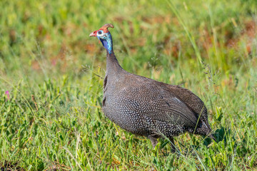A colorful Helmeted Guineafowl in its natural habitat in the African outdoors image with copy space in landscape format