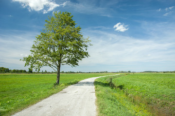 Large tree next to gravel road