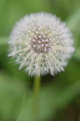 dandelion