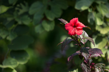 Close up of red Hibiscus rosa-sinensis