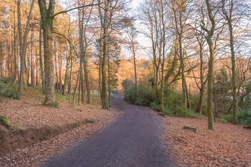 Fototapeta na wymiar Autumnal Forrest Walk in Scotland.