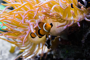 closeup of a white and orange banded percula clown fish that is hiding under a sea anemone - obrazy, fototapety, plakaty