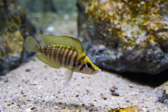 closeup of a brown and yellow banded compressed cichlid, a tropical aquarium pet from lake Tanganyika in Africa