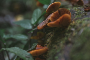 mushroom in forest