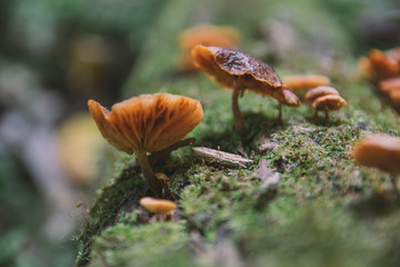 mushroom in the forest