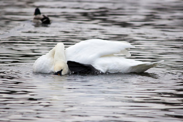 White wild swan flew to White Lake in Gatchina Park in the fall. Russia. Scratching his paw neck,...