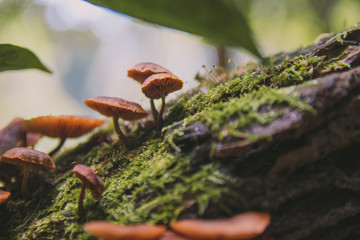 mushroom in the forest