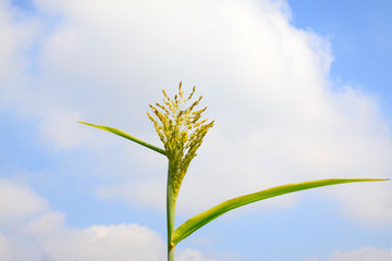 Sorghum panicle feature