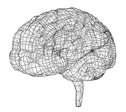 3D outline brain