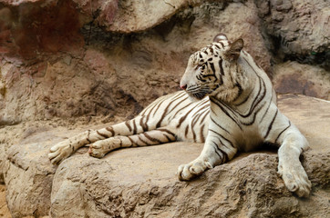 White Bengal Tiger resting on rock