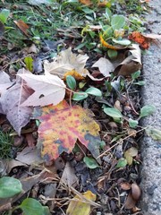 A feast of colors and light was held in the mother nature's studio, life, in autumn 2018. She was in the mood to paint and i couldn't help but document the mesmerizing masterpieces she had created.