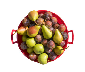 Freshly Picked Fruits (apples, pears, and plums) in a Red Bowl