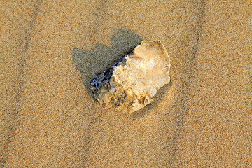 Oyster shells on the beach