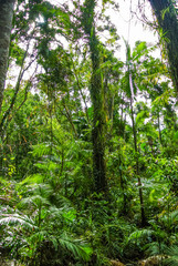 Tropical rainforest landscape in Daintree National Park, Queensland, Australia