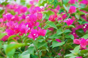 bougainvillea