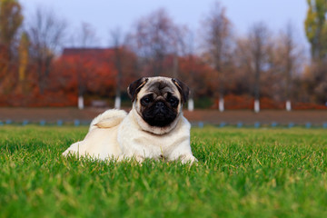 pug dog breed