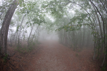 Fototapeta premium Trail among the trees in the fog background