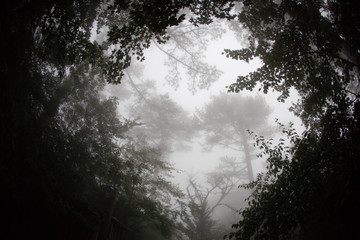 Fisheye view of the tops of the trees in the fog. Background