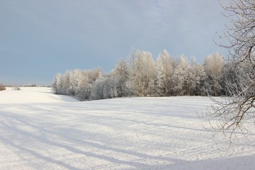 Fototapeta na wymiar Деревья в снегу, зима , снег, лес зимой