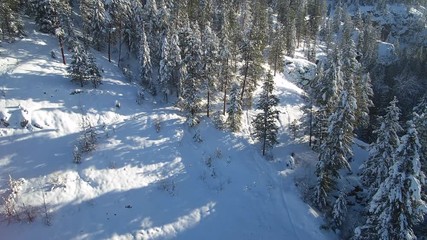 Aireal view on winter forest