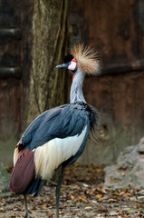 Grey crowned crane (Balearica regulorum)