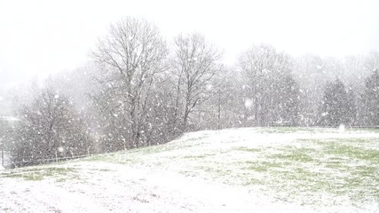 Snow snowflake in forest