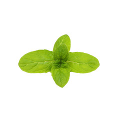 Fresh raw mint leaves