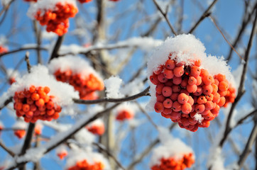 Ripe clusters of red Viburnum on the branches of a tree under the snow.