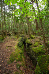 Fototapeta premium jukai is the sea of tree in japan