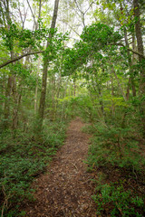 jukai is the sea of tree in japan
