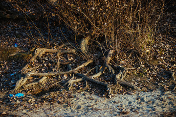 Tree roots in autumn dress