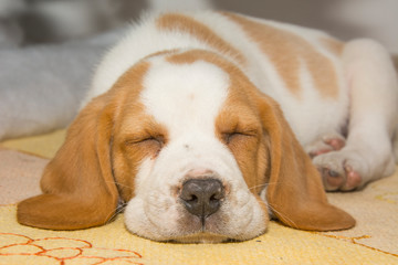 Fototapeta premium Beautifully beagle puppy under the Christmas tree