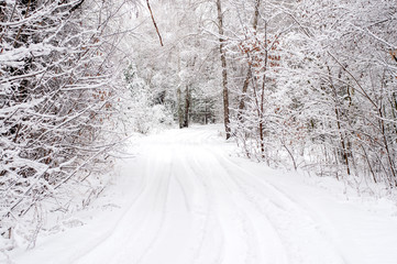 Obraz premium Winter landscape - wonderland winter forest with deciduous winter trees covered with snow. winter road in the forest
