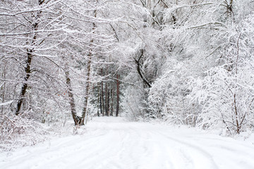 Obraz premium Winter landscape - wonderland winter forest with deciduous winter trees covered with snow. winter road in the forest