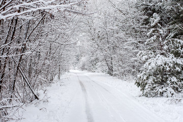Winter landscape - wonderland winter forest with deciduous winter trees covered with snow. winter road in the forest