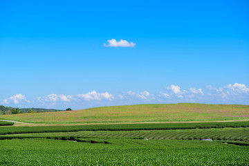 Obraz premium Green tea farm