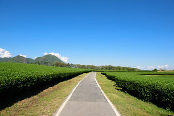 Naklejka premium Green tea farm